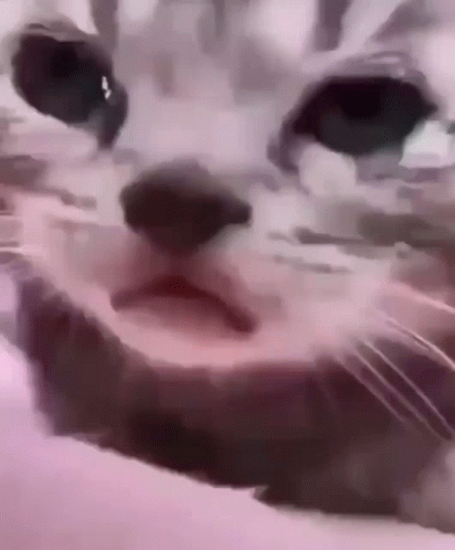 Cat Face With Mouth Open GIF