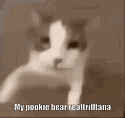 Cat Face With My Pookie Bear Text GIF