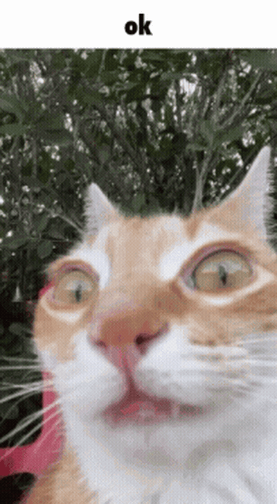Cat Face With Ok GIF
