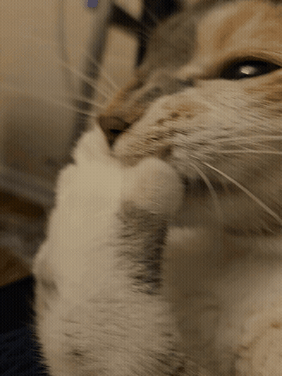Cat Face With Paw On Chin GIF