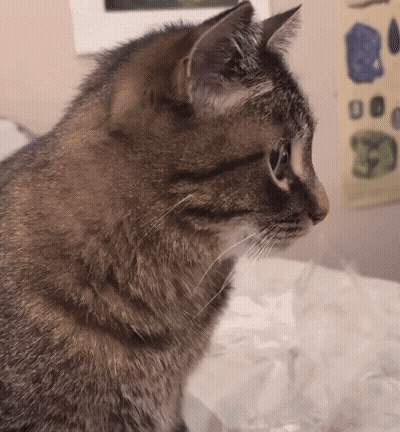 Cat Face With Poster Saying F GIF
