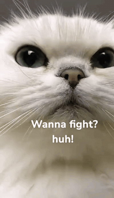 Cat Face With Wanna Fight Huh GIF