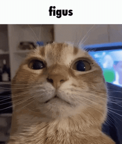Cat Face With Word Figus Above GIF
