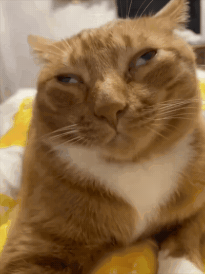 Cat Face With Yellow Blanket GIF