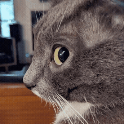 Cat Face With Yellow Eye And White Whiskers GIF