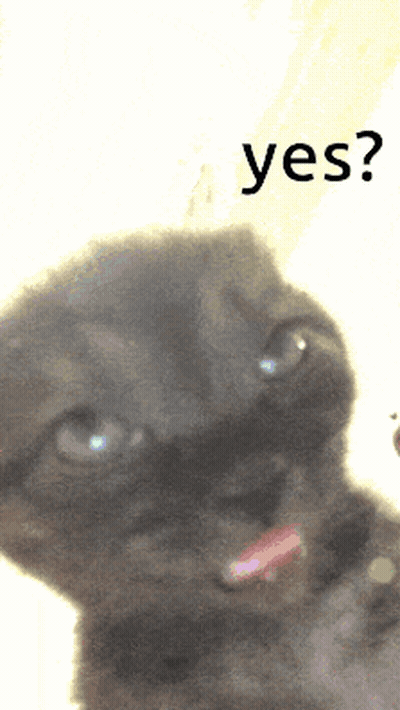 Cat Face With Yes GIF