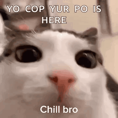 Cat Face With Yo Cop Yur Po Is Here GIF