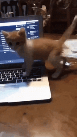 Cat Fail High Five GIF