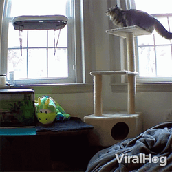 Cat Fail Jump GIF