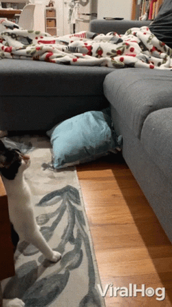 Cat Fail To Climb On The Sofa GIF