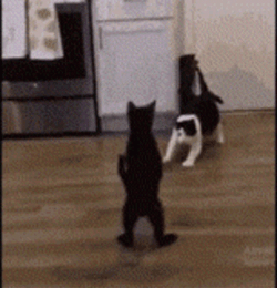 Cat Fail To Fight Back GIF