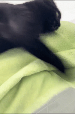 Cat Fail To Hold GIF