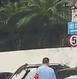 Cat Fail To Jump On The Car GIF