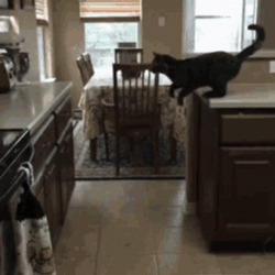Cat Fail To Jump Over GIF