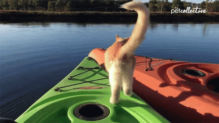 Cat Fail To Jump To Another Boat GIF