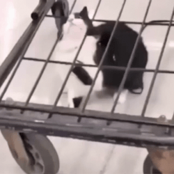 Cat Fail To Remove His Head GIF