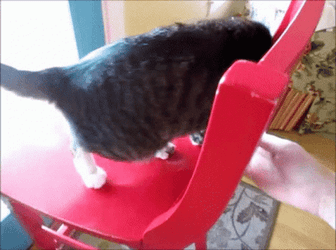 Cat Fail To Sit Down GIF