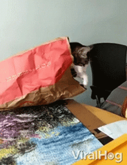 Cat Fail To Step Away GIF