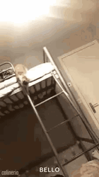 Cat Fall Out Of Bed GIF