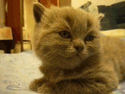 Cat Falling Asleep GIF