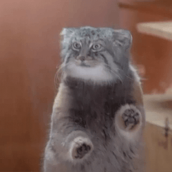 Cat Fast Paw Scratch GIF