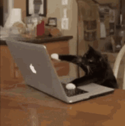 Cat Fast Typing Laptop GIF