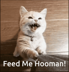 Cat Feed Me GIF