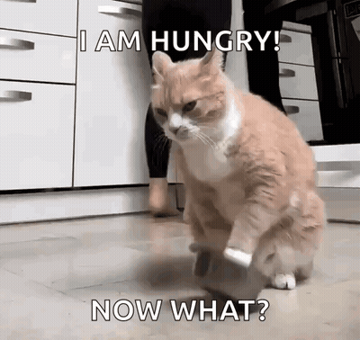 Cat Feeding Time GIF
