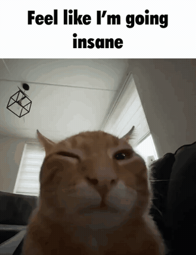 Cat Feel Like I'm Going Insane GIF