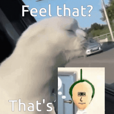 Cat Feel That That's That's GIF