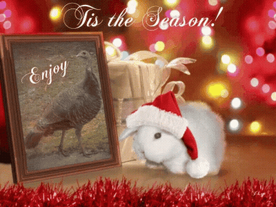 Cat Feel That That's Wednesday GIF