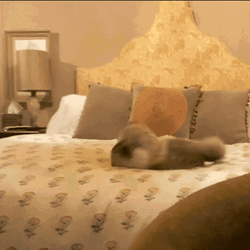 Cat Fight In Bed GIF