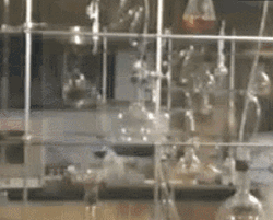Cat Fight In Kitchen GIF