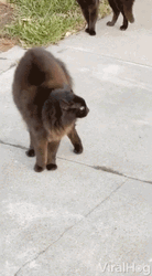 Cat Fight In The Garden GIF