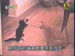 Cat Fight On Demand GIF