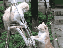 Cat Fight On Ladder GIF