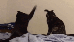 Cat Fight On Sheets GIF