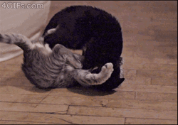 Cat Fight Slow Down Finish Him GIF
