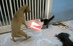 Cat Fight With A Dog GIF