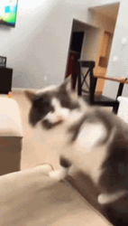 Cat Fight With Human GIF