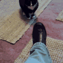 Cat Fight With Shoe GIF
