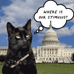 Cat Filing Nails Curious Salem Where Is It  GIF
