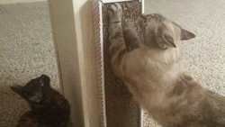 Cat Filing Nails Cute Scratching Pad GIF