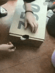Cat Filing Nails In Box GIF