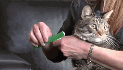 Cat Filing Nails Long Blank Stare  GIF