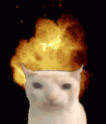 Cat Fire Explosion