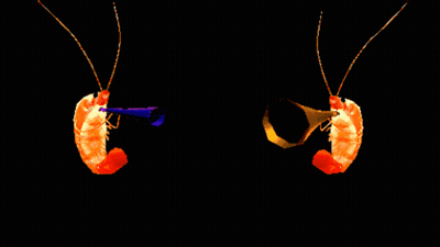 Cat Fireworks Tips Play Tunes And New Toy GIF