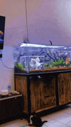Cat Fish GIF