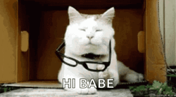 Cat Flirting Hi Babe GIF