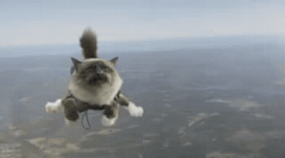 Cat Flying In Harness GIF
